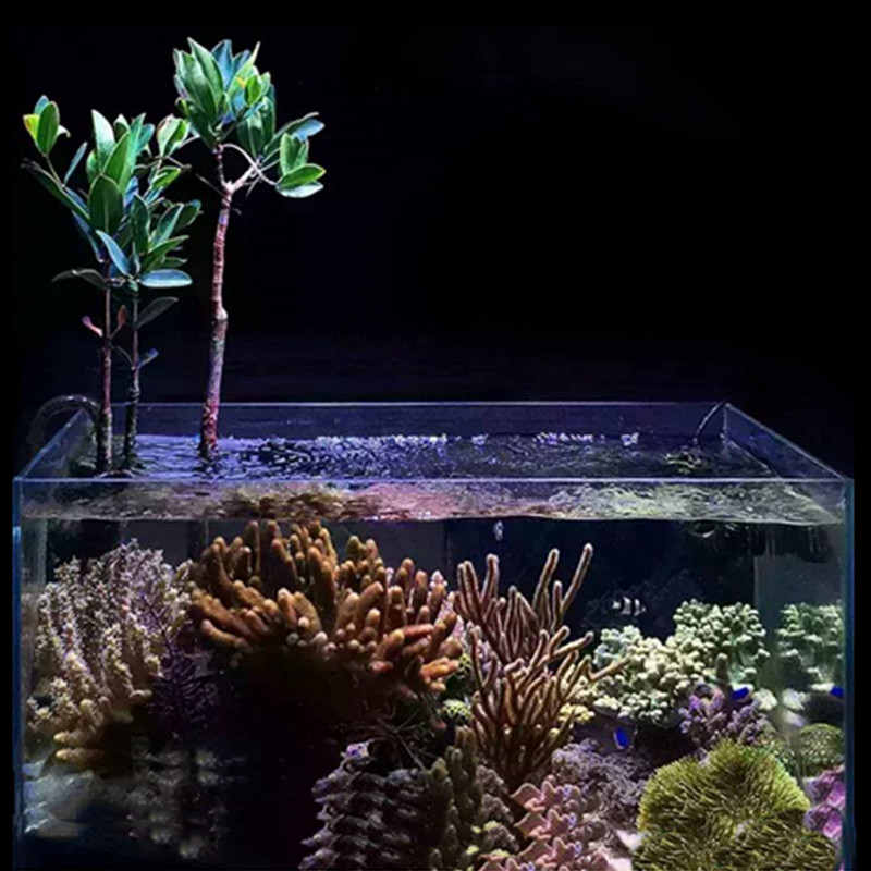 厚沙红树系统海水缸植物水陆缸红树种子水笔仔角果木红海榄红树盒