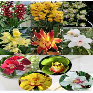 客厅办公室内盆栽植物庭院花卉高档大花蕙兰花带花苞含盆惠兰花苗