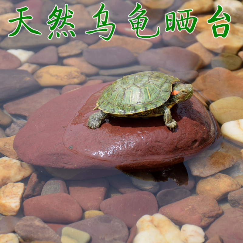 龟缸晒龟台乌龟晒背台溪黄蜡石乌龟晒台天然石头爬台趴台造景装饰