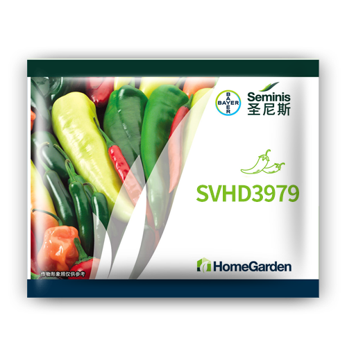 圣尼斯辣椒种子SVHD3979美人椒中早熟品种亩产2000公斤可连续采收