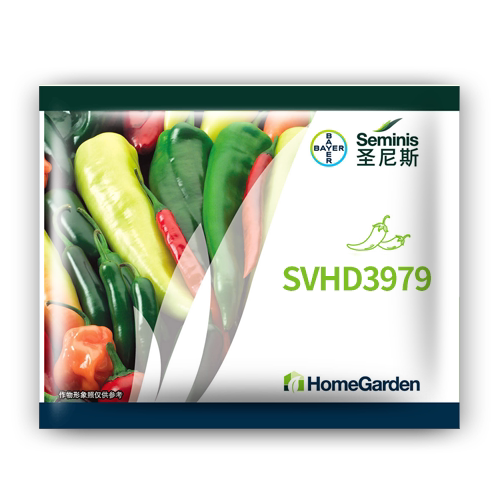 圣尼斯辣椒种子SVHD3979美人椒中早熟品种亩产2000公斤可连续采收