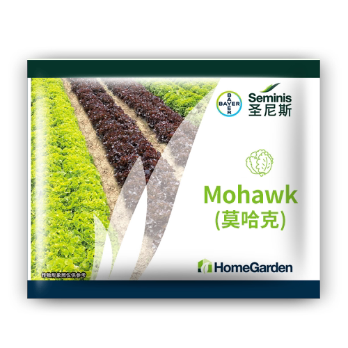 圣尼斯叶型结球生菜哈克