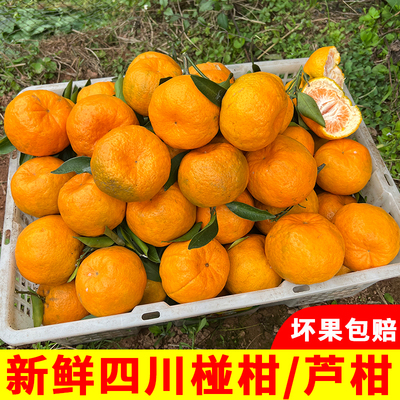 新鲜清甜四川新鲜橘子椪柑