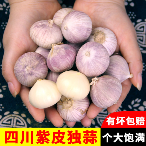秋水时至紫皮大蒜有坏包赔