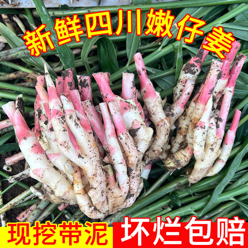 四川嫩仔姜新鲜嫩姜五指姜红芽姜鲜姜嫩仔姜乐山姜醋泡姜现挖仔姜