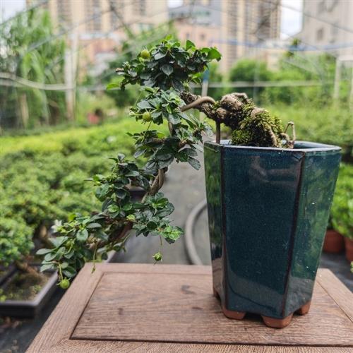 办公桌绿植盆栽室内开花结果净化空气提根悬崖小叶福建茶盆景新款