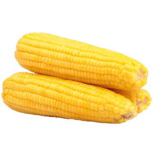 内蒙古五原水果金黄糯玉米新鲜半成熟真空装糯粘玉米即食半生