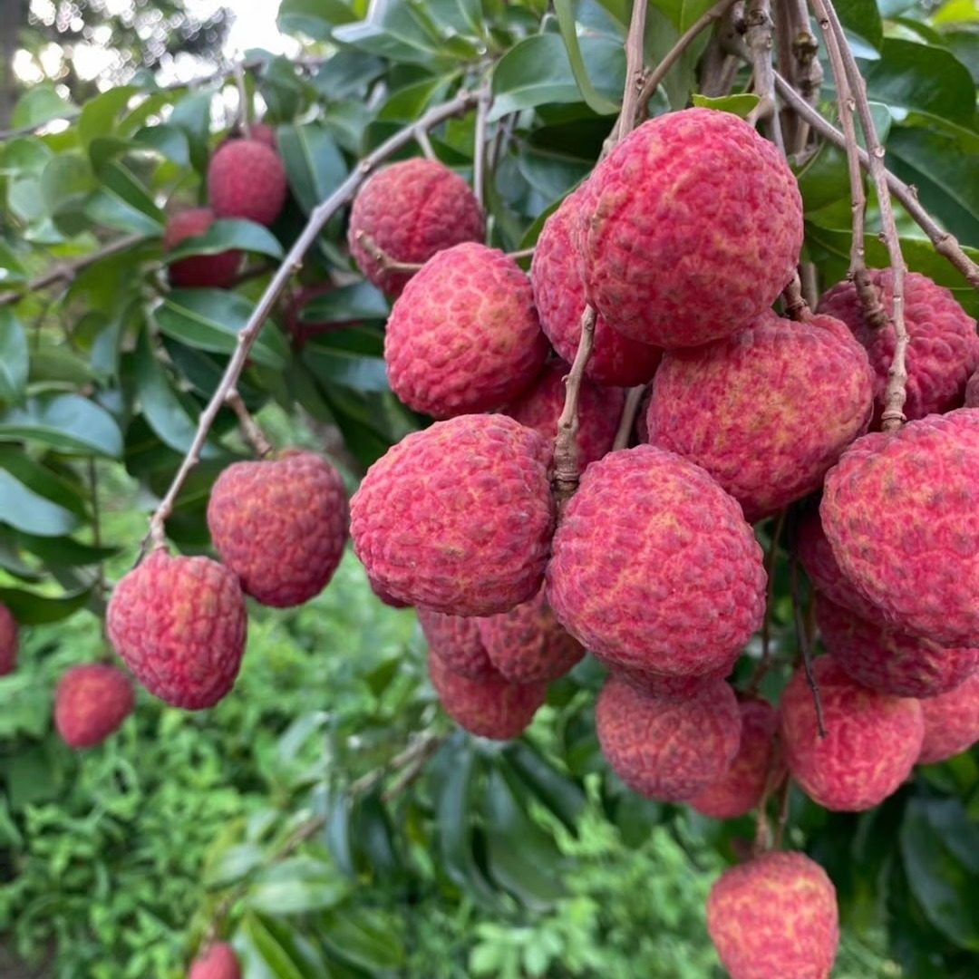 名贵品种正宗广东新鲜增城仙进奉荔枝三代人经验优质精品水果大果