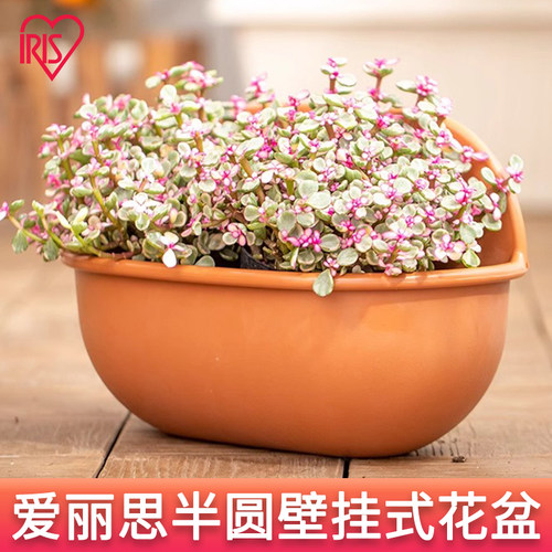 爱丽思薄荷欧式风仿陶塑料吊盆