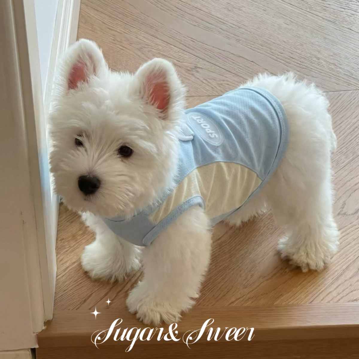 狗狗衣服背心夏天防晒凉凉衣冰丝薄款透气宠物猫咪凉感小型犬比熊图片