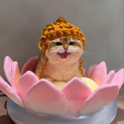 佛祖猫咪头套狗狗帽子可爱变装帽