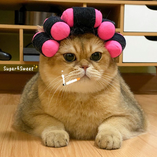 ins韩国卷发烫发理发变装 帽 头套狗狗帽子宠物猫咪小型犬拍照变装