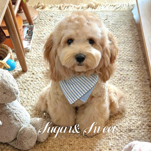 宠物狗狗围兜猫咪口水巾韩系条纹ins小型犬比熊泰迪马尔济斯配饰