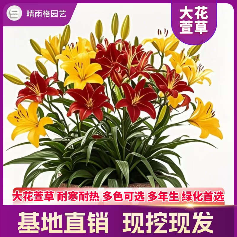 大花萱草忘忧草金娃娃耐寒耐热多年生四季室外庭院地被绿化花卉苗