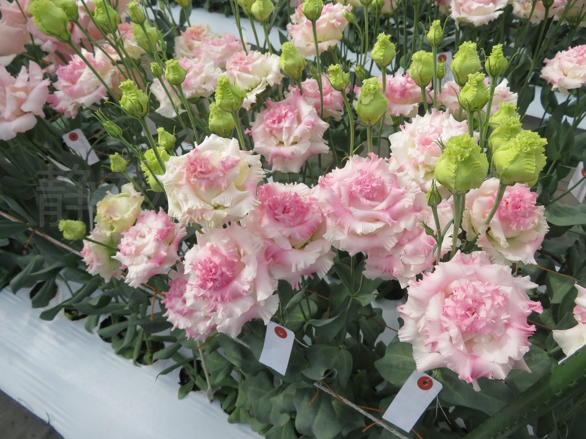 静夜家的洋桔静夜家的洋桔