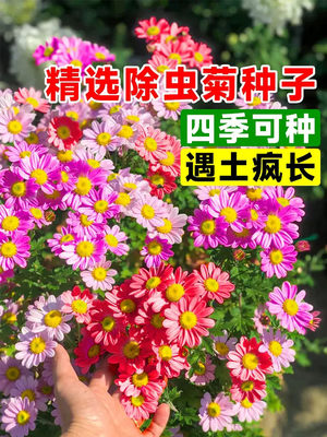 除虫菊花种籽除虫菊花种籽