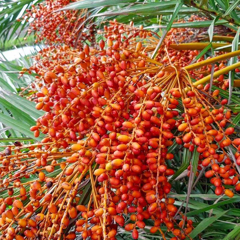 加拿利海枣种加拿利海枣种