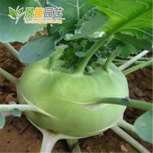 青丕蓝种子苤蓝种籽孑大头菜种子疙瘩球茎甘蓝四季蔬菜种孑籽