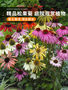 彩色松果菊种子宿根多年生紫锥菊花种籽子四季适合种院子里的花籽