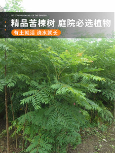 新采苦楝树种子 苦楝种子 楝树紫花树种子楝枣种子苦楝子种籽