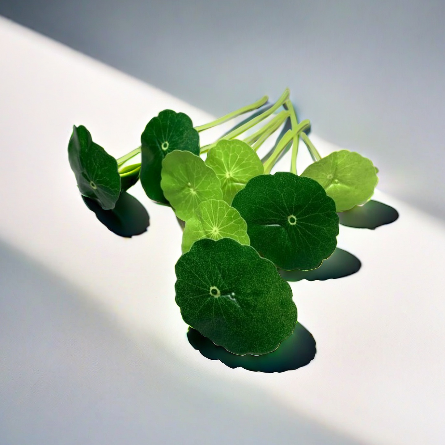 仿真小荷叶仿真铜钱草创意盘式插花厨房用品装饰客厅摆件假花胶花