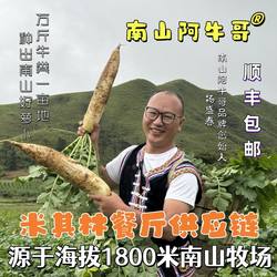 城步南山牧场新鲜南山高山萝卜蔬菜带泥巴萝卜供应米其林顺丰包邮