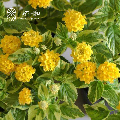 小椿日和 斑叶黄花马缨丹 新品彩叶观叶观花灌木耐热花境地被垂吊