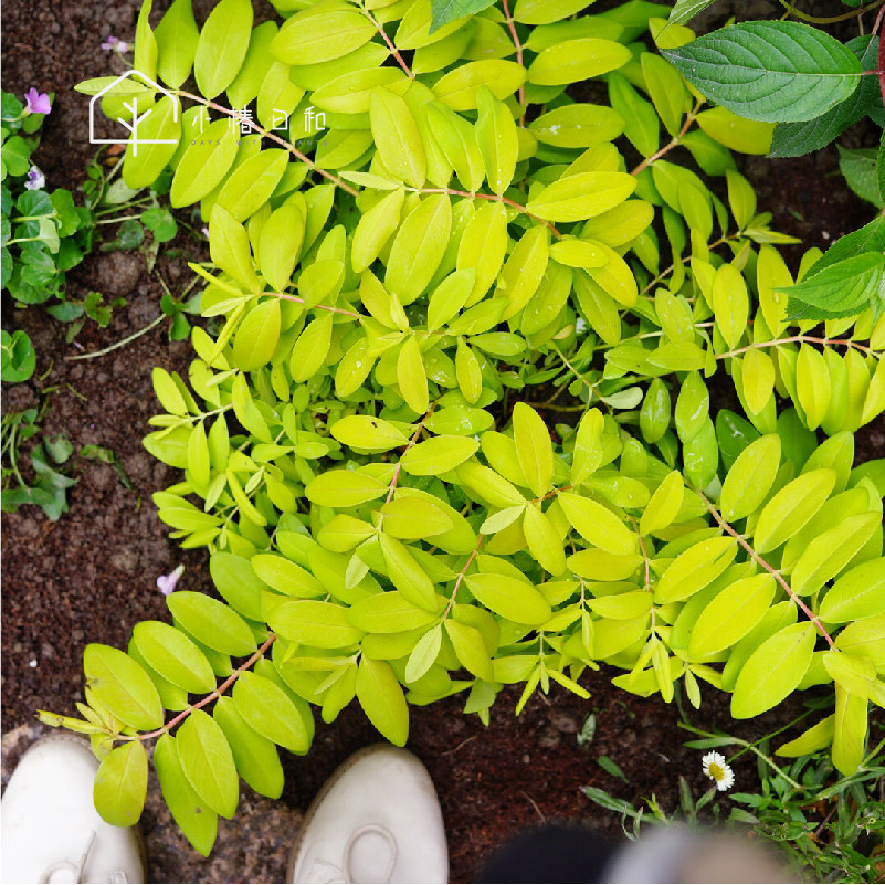 小椿日和进口冬绿金丝桃常绿灌木多年生耐寒耐热观叶盆栽庭院花园