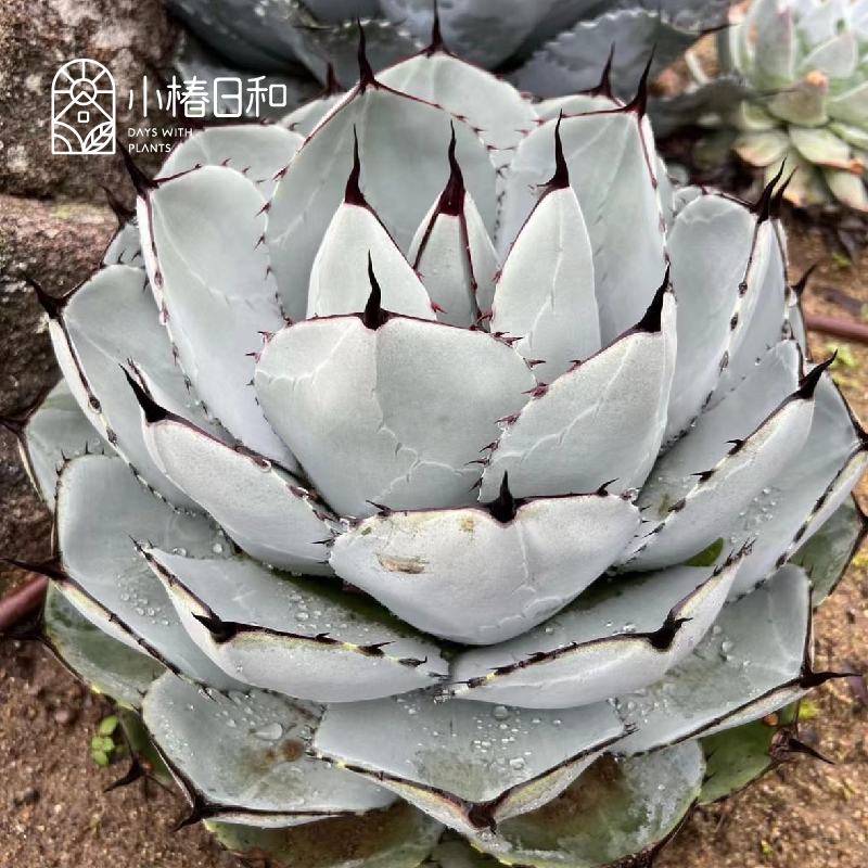 小椿日和 圆叶虚空藏福克斯 龙舌兰高级灰 景观花园耐寒多肉植物