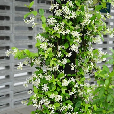 风车茉莉 小椿日和 爬藤植络石藤盆栽全年常绿易养有香味庭院阳台