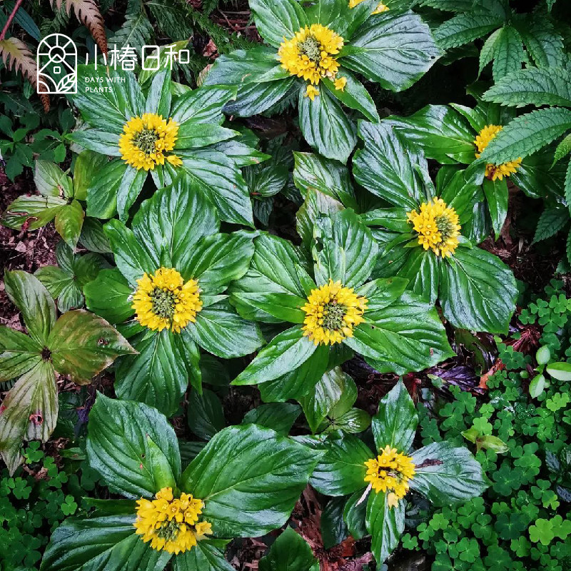 小椿日和落地梅重楼排草四片瓦半阴开花耐热耐寒盆栽地栽林地花园
