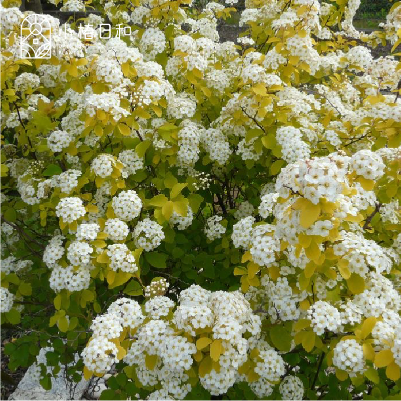 小椿日和 菱叶绣线菊 黄金喷泉楼顶露台庭院花园盆栽观叶观花植物