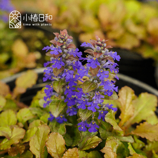 小椿日和 多花筋骨草 青柠蓝观叶耐阴花境地被彩叶植物