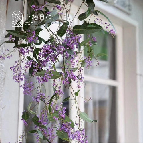 小椿日和 哈登柏豆 Hardenbergia 澳洲紫藤 四季常绿爬藤花卉绿植