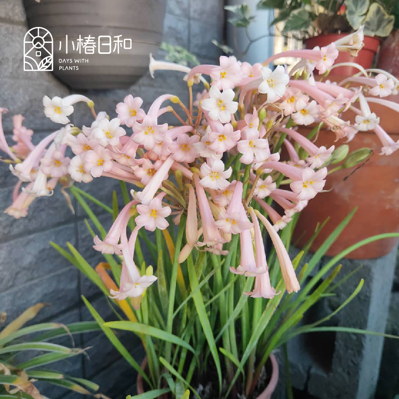 小椿日和 垂筒花 多年生易养粉色花阳台花卉球根庭院露台盆栽苗