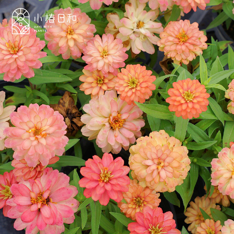 小椿日和百日草夏秋耐寒耐热