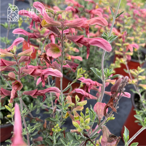 小椿日和非洲鼠尾草锈红色蓝色香草花境植物耐热耐旱庭院阳台盆栽