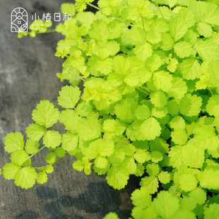 小椿日和金叶茅莓阳光飞溅爬藤树莓浆果半常绿可食用浆果绿植盆栽