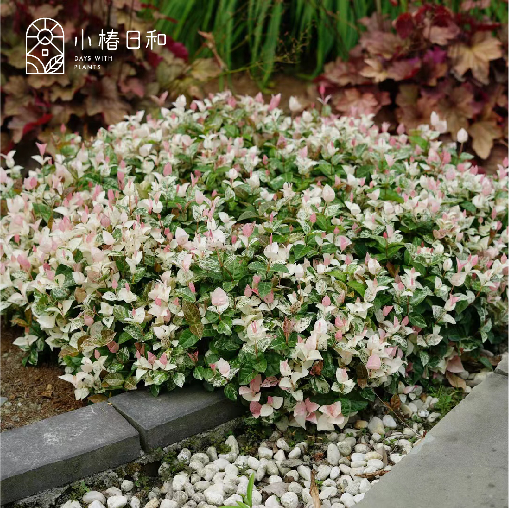 花叶络石黄金络石 小椿日和 四季常绿好养观叶垂吊植物阳台室内