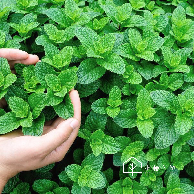 小椿日和优质留兰香薄荷夏季清凉可食用迷迭香驱蚊绿薄荷调酒香草