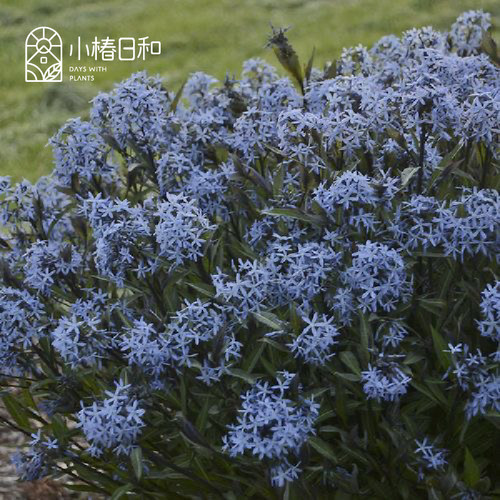 小椿日和 蓝星水甘草Amsonia Blue Stars 多年生花卉植物耐热耐寒