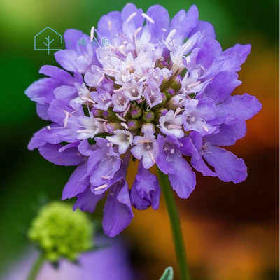 小椿日和高加索蓝盆花带花苞盆栽绿植阳台室外庭院多年生花卉包邮