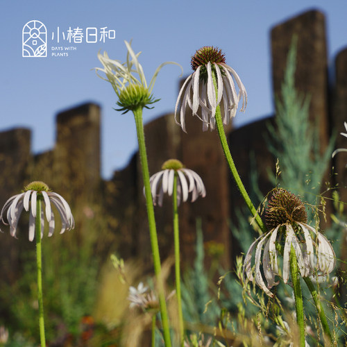 小椿日和进口松果菊草裙舞多年生耐热耐晒耐寒庭院阳台盆栽