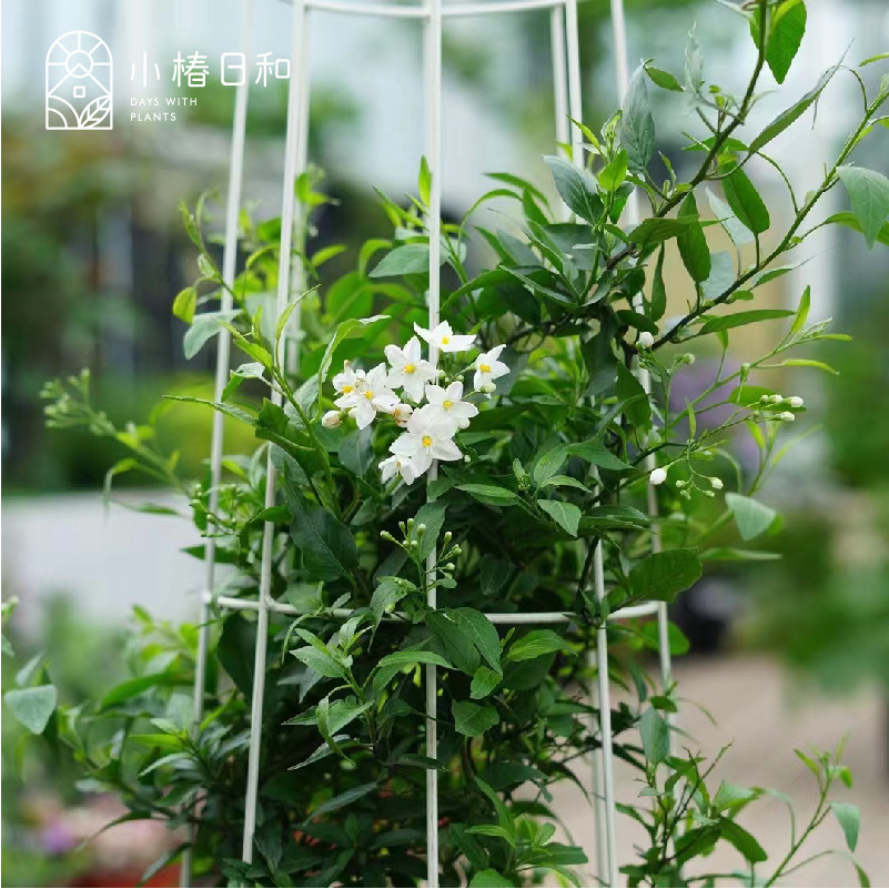 小椿日和白花悬星藤 素馨 开花爬藤植物庭院阳台花墙耐热耐寒花卉