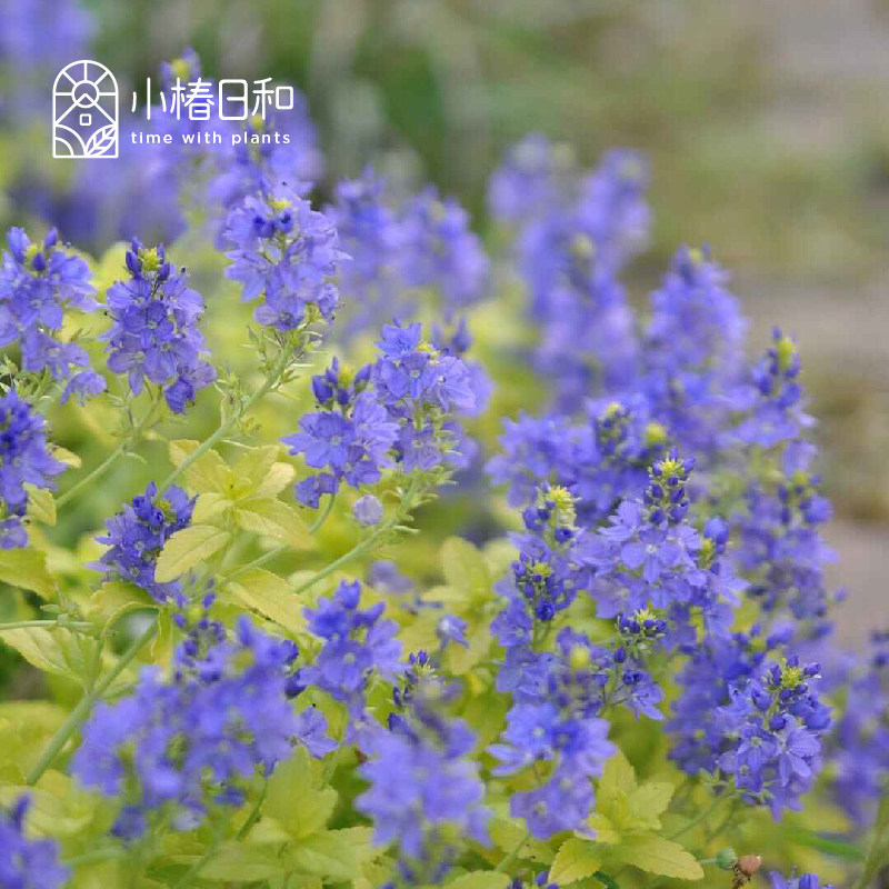 小椿日和 金叶卷毛婆婆纳 Aztec Gold匍匐秋色耐寒耐热蓝紫色宿根
