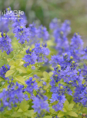 小椿日和 金叶卷毛婆婆纳 Aztec Gold匍匐秋色耐寒耐热蓝紫色宿根