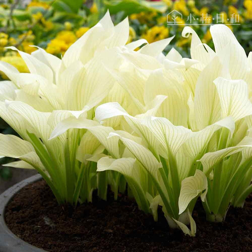 白羽玉簪  小椿日和 桌面绿植耐阴室内除甲醛 观叶开花好养活植物
