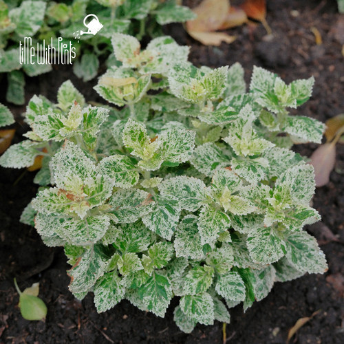 小椿园艺 雪纹香草风轮菜 斑叶大花风轮菜新品观叶观花耐寒耐阴