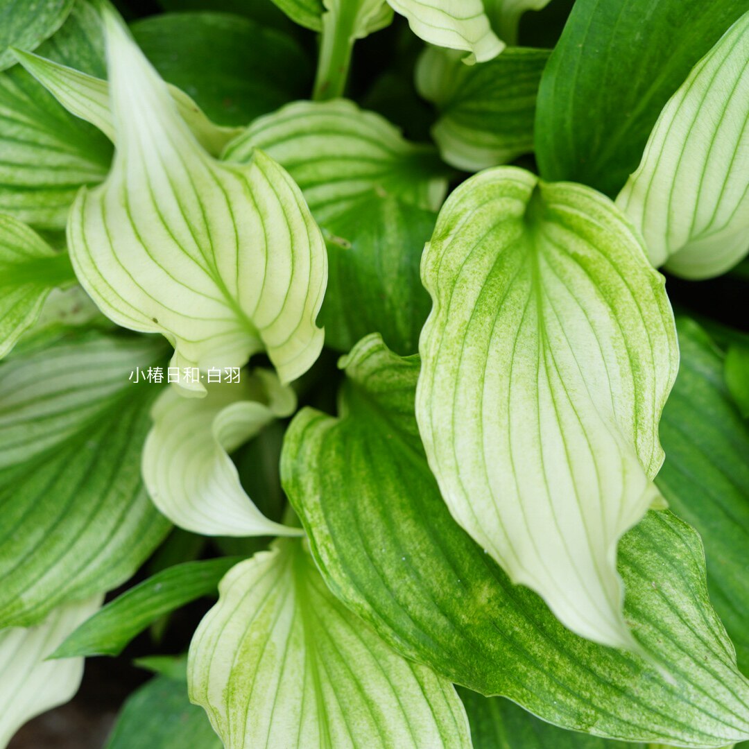 白羽玉簪  小椿日和 桌面绿植耐阴室内除甲醛 观叶开花好养活植物