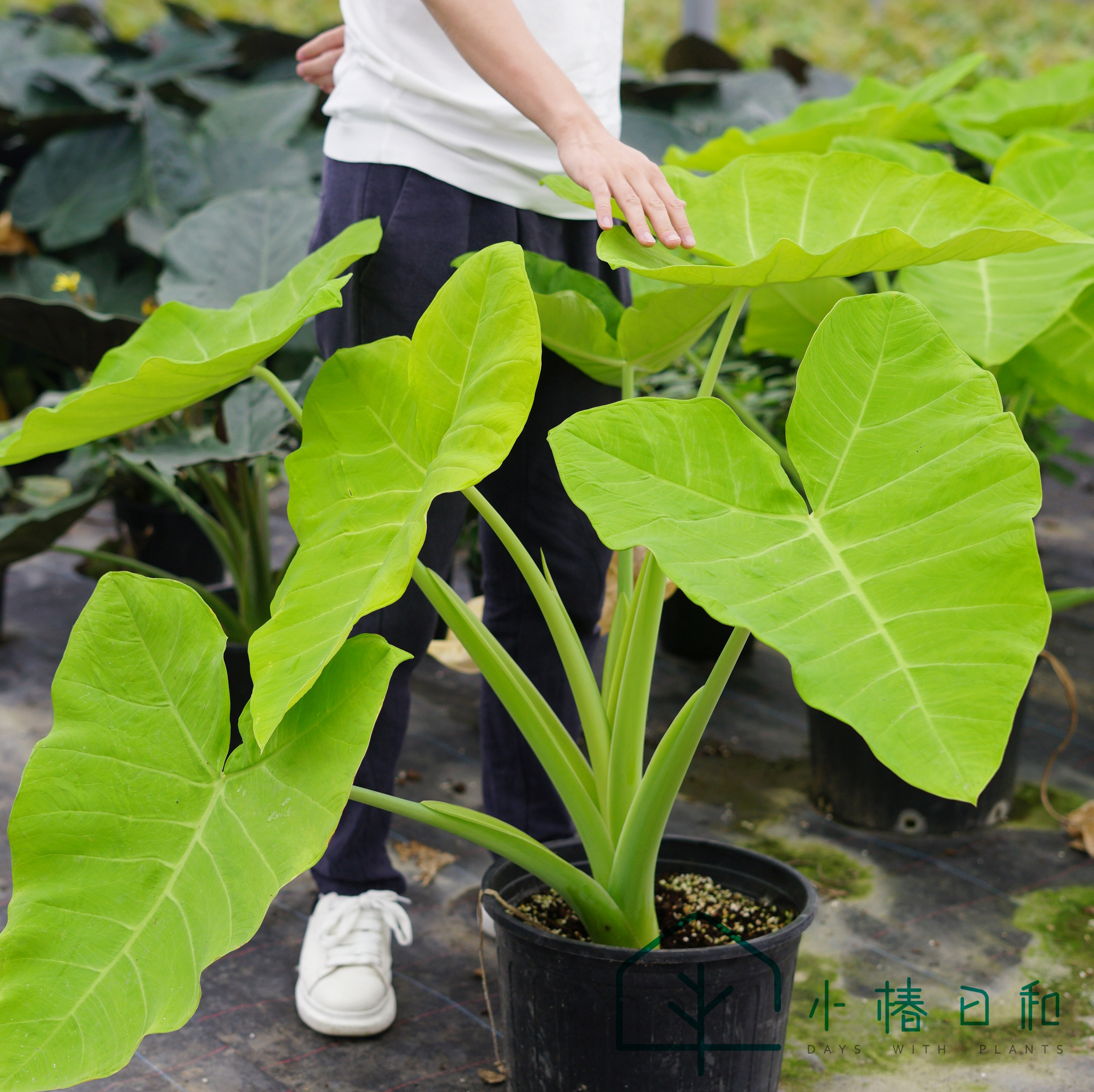 小椿日和 柠檬千年芋海芋 科纳咖啡稀有绿植观叶室内耐阴庭院阳台